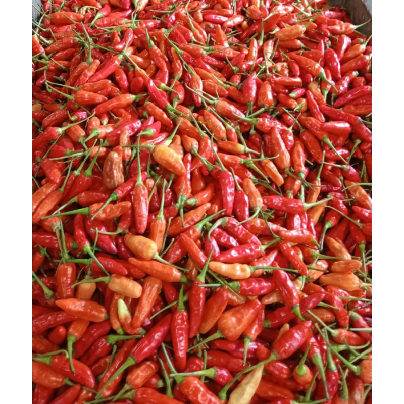 

cabe pedas250gr/500gr/1000gr cabe pedas