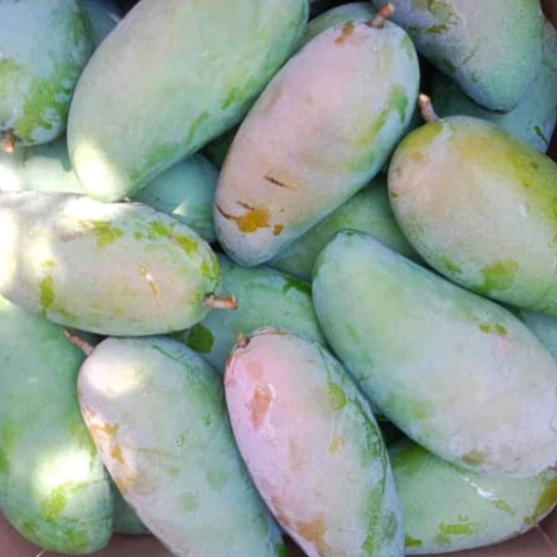 

Mangga Thailand Kiojay 900 Gram - 1000 Gram