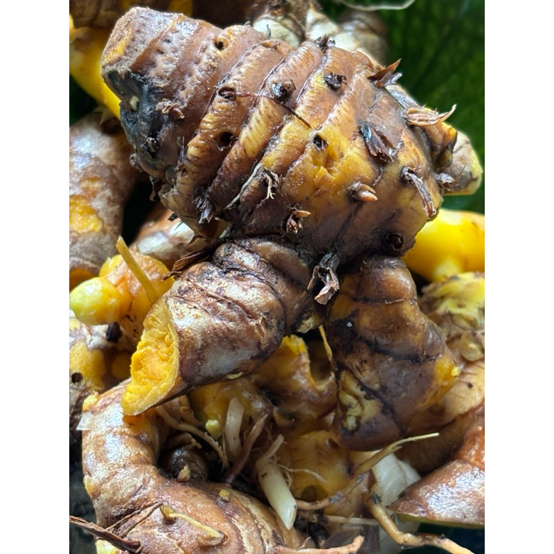 

Temulawak-Kunyit Gede-koneng Gede 1Kg Segar