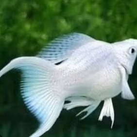 MOLLY PLATINUM CAWANG