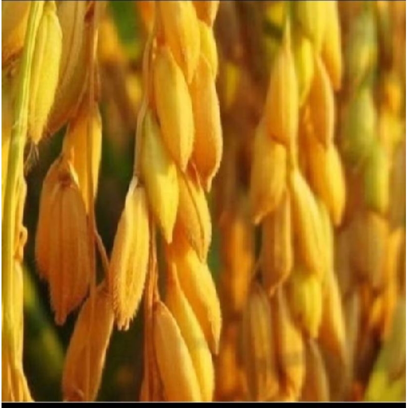 BENIH PADI IR MUTIARA SUPER UNGGUL