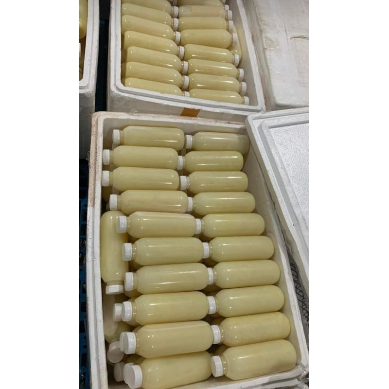 

Susu kambing murni