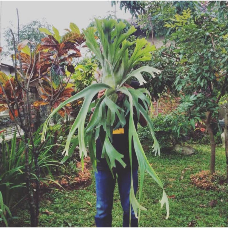 KADAKA TANDUK RUSA SIZE JUMBO MURAH