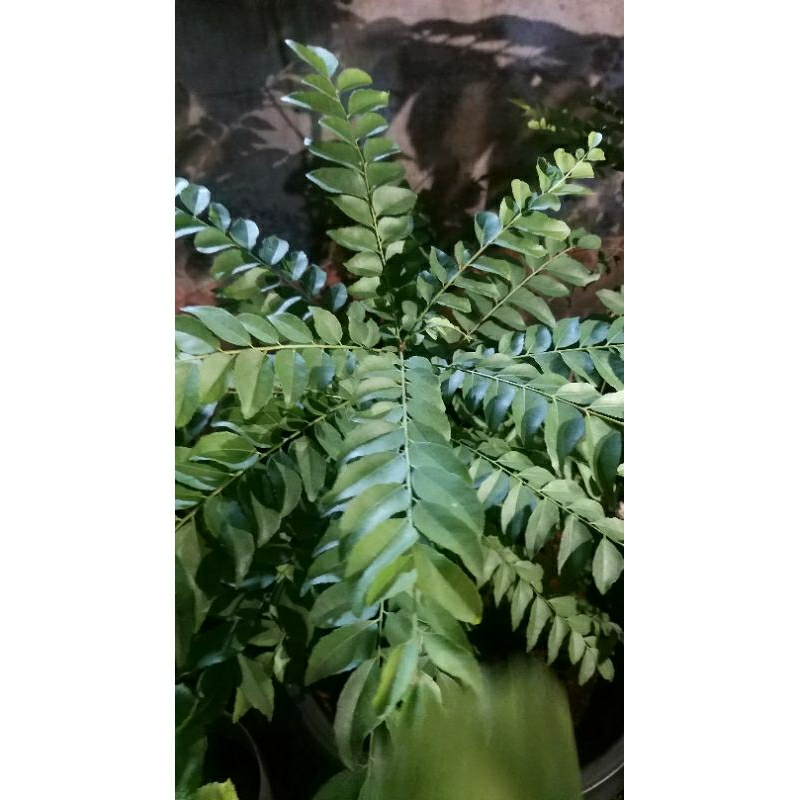 

Daun Kari / Salam Koja Fresh 250gr