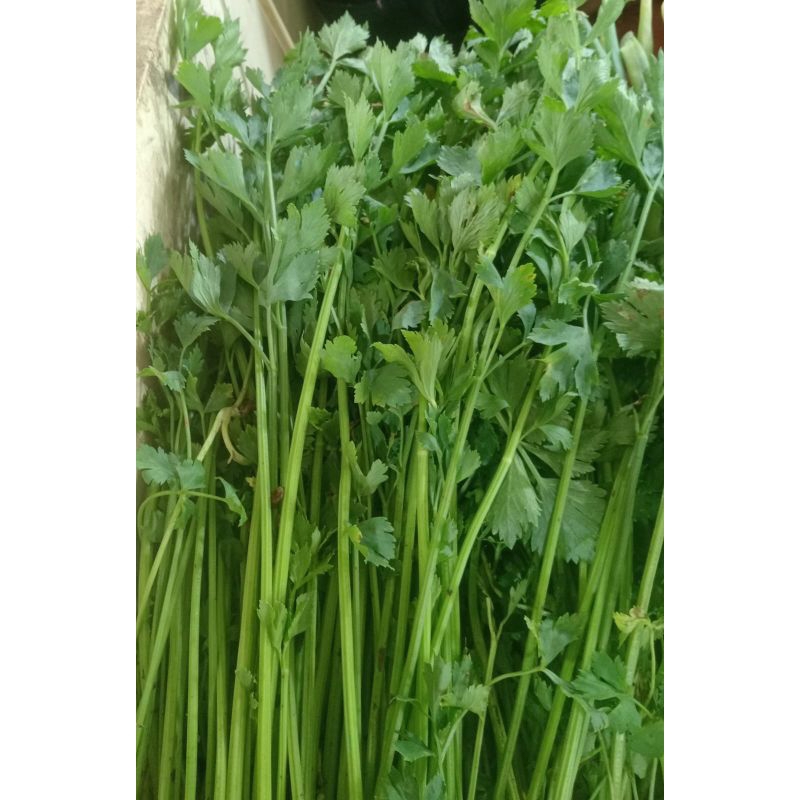 

sayur mayur saledri 250gr 500gr 1kg