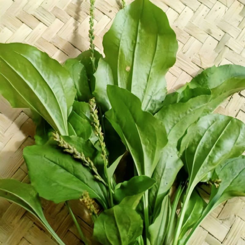 

Daun Ki Urat Fres Segar 500 Grm