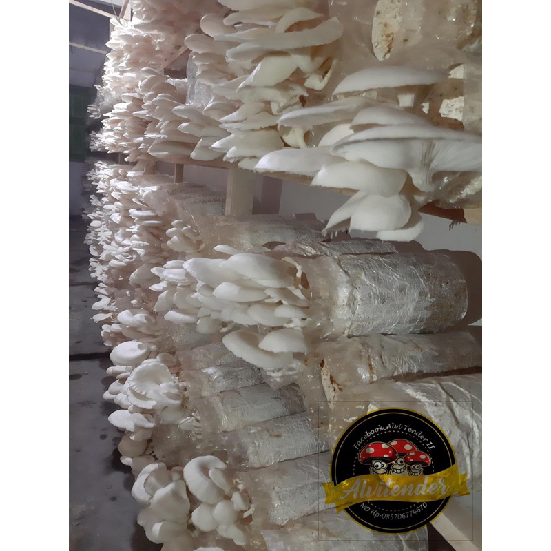 

JAMUR TIRAM 500 gram