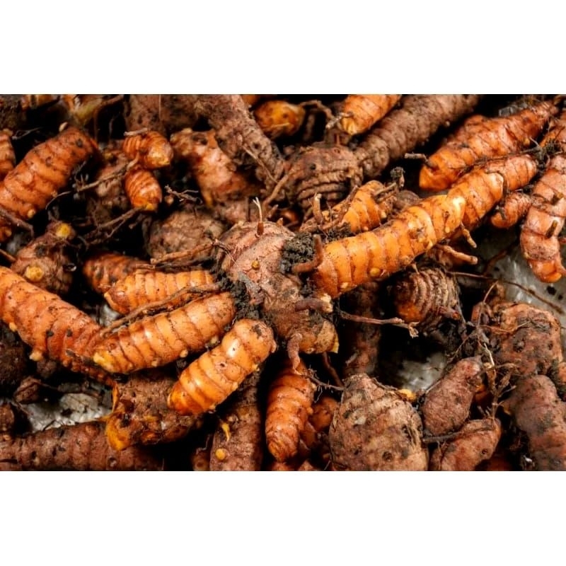 

Kunir | Kunyit segar 1 kg bumbu dapur, pewarna alami, obat herbal