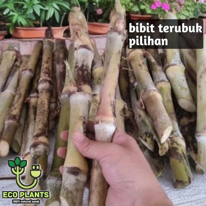 

Bibit Terubuk Sayur Pilihan / Bibit Tebu Telur / Terubus