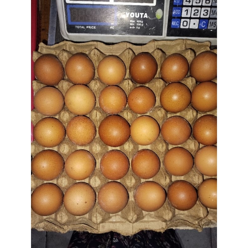 

Telur Ayam Negri Fresh minimal pembelian 1 Kg, isi kurang lebih 15-16 butir