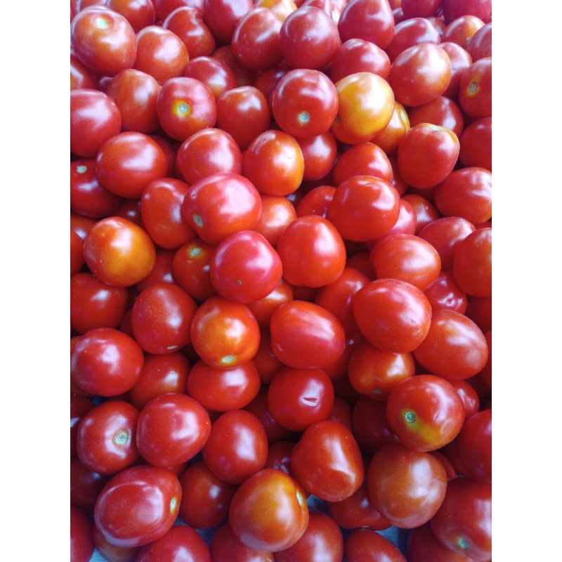 

Tomat berastagi 1kg