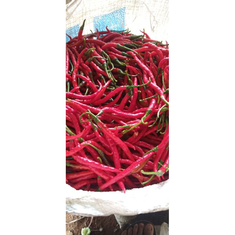 

cabe merah kriting fresh termurah