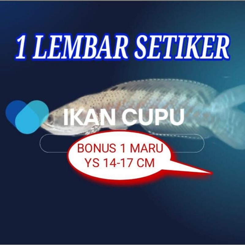 

1 LEMBAR SETIKER (BONUS Ys 14-17 cm)