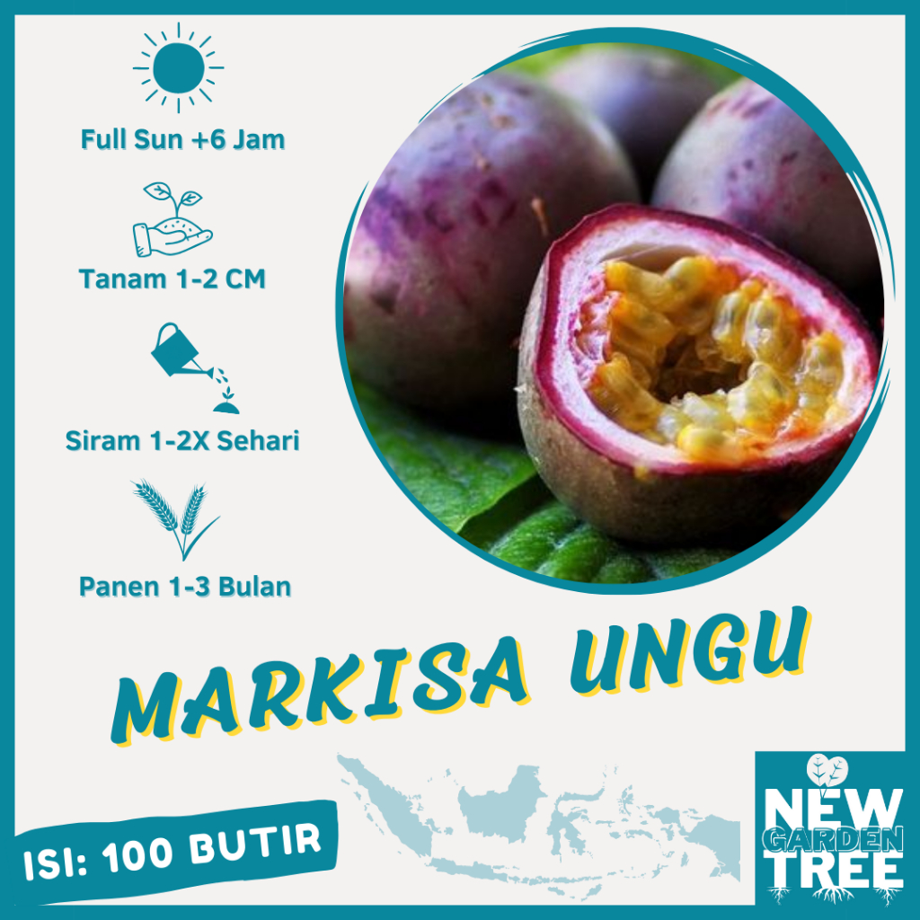BENIH BUAH: 100 BENIH MARKISA UNGU MANIS KUALITAS UNGGUL