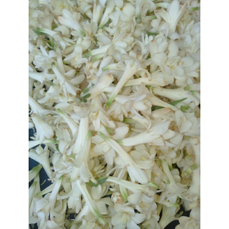 

Bunga Tabur Sedap malam segar