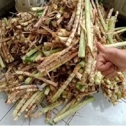 

rumput odot / pcs / rumput pakchong