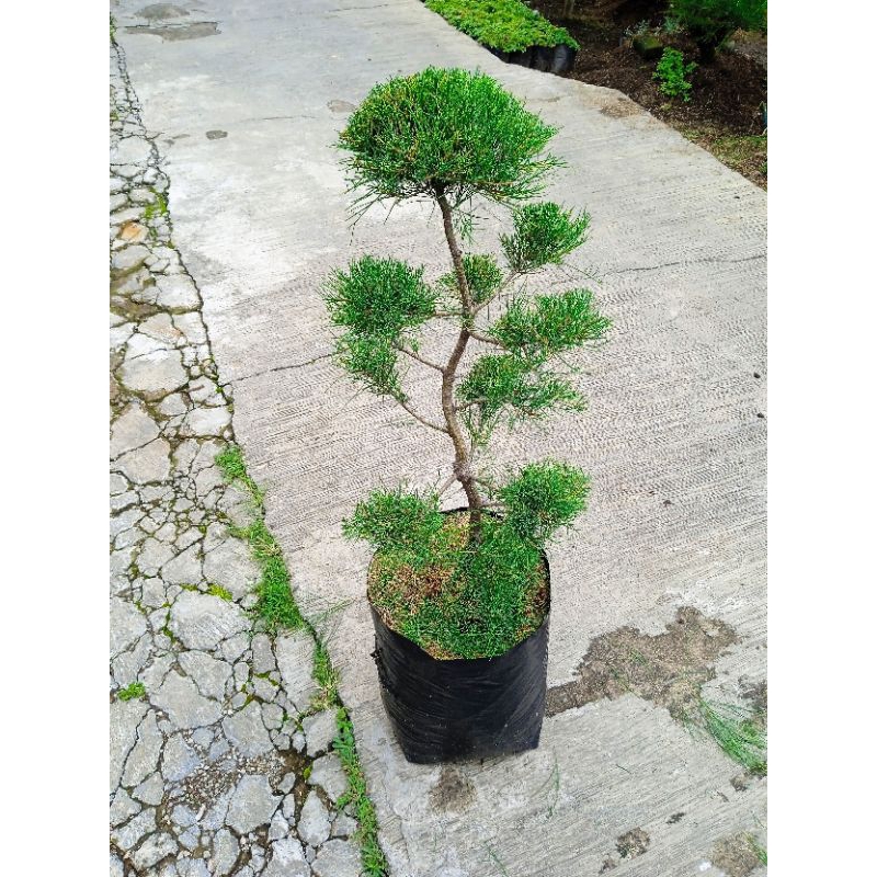 bonsai cemara udang tinggi 1.5 meter
