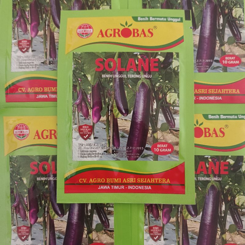 

benih terong solane
