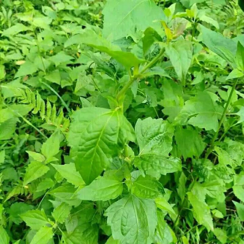 

daun balakacida segar 300 gram
