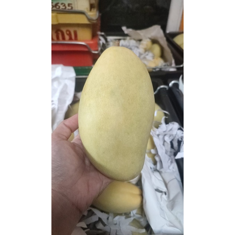 

mangga thailand 1/2 kurleb