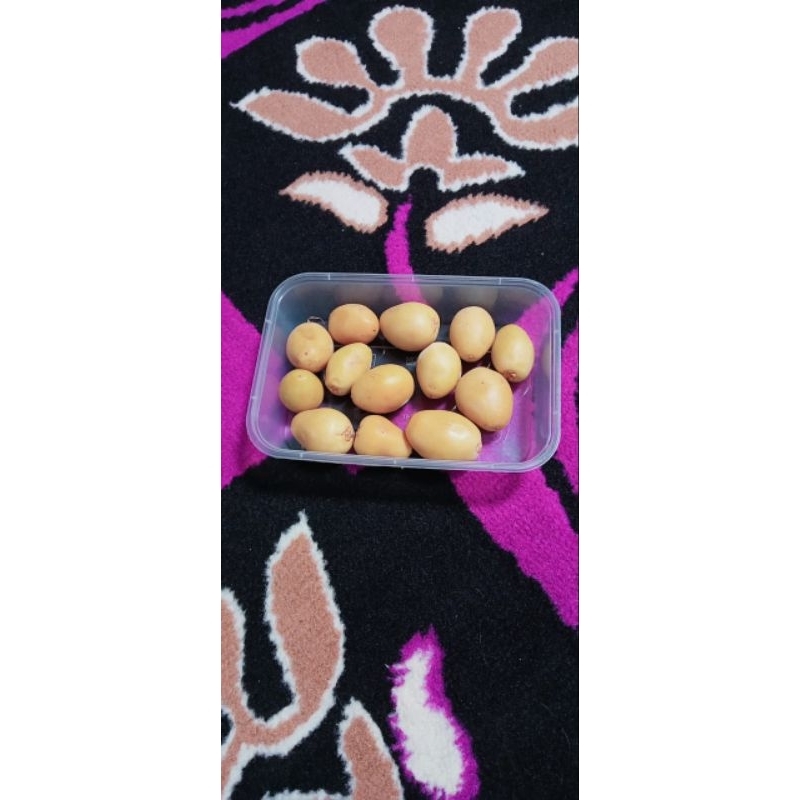 

CAMILAN KURMA MUDA PROMIL ( 150 GR )