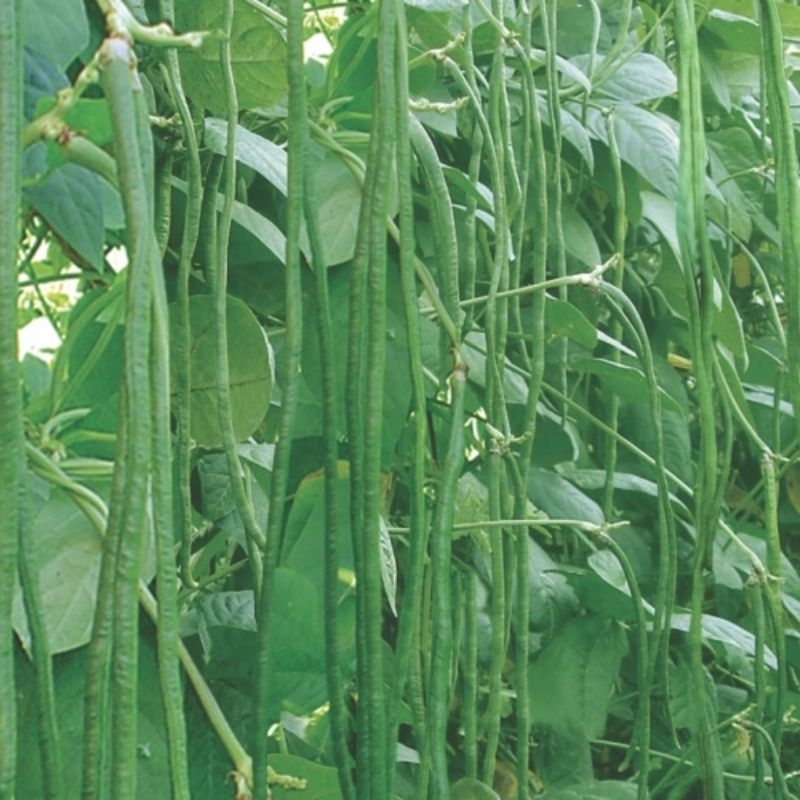 bibit unggulan kacang panjang