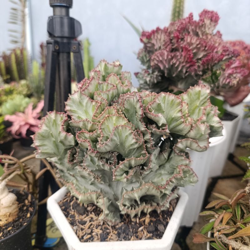 Euphorbia Lactea Cristata silver | Pot 15cm| TANAMAN HIAS