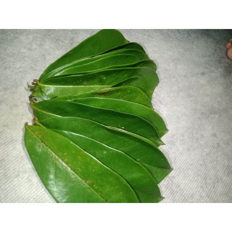 

PROMO 100 lembar daun sirsak tua organik khusus untuk obat herbal kanker autoimun