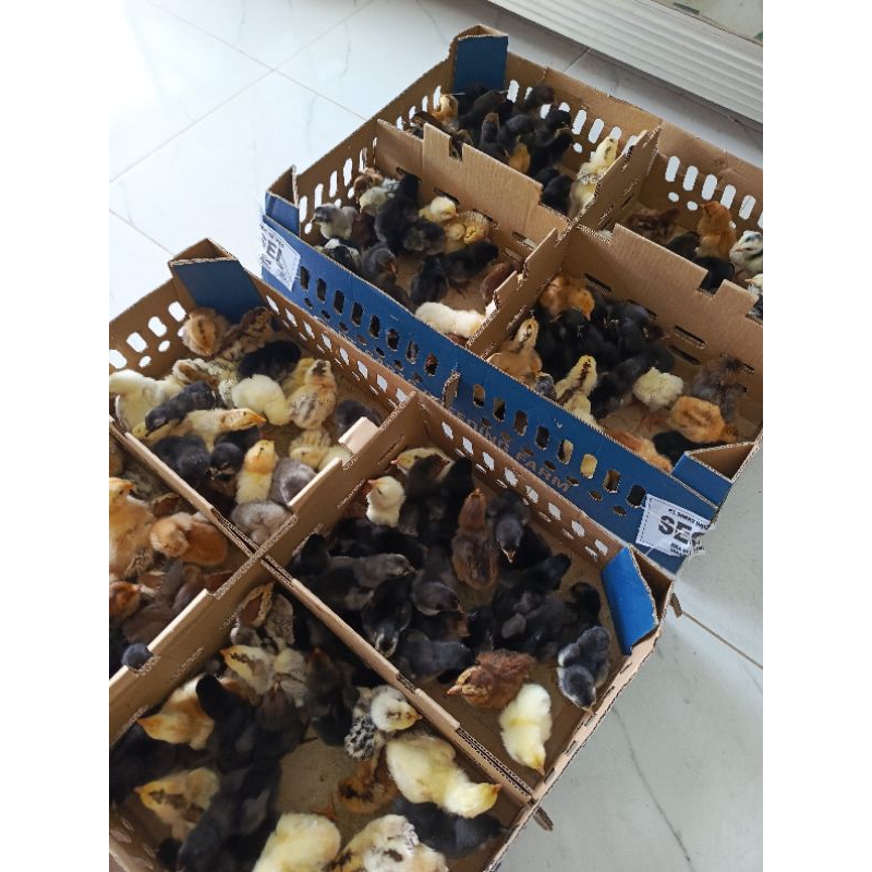 DOC Bibit Ayam Kampung Unggul KUB (1box)