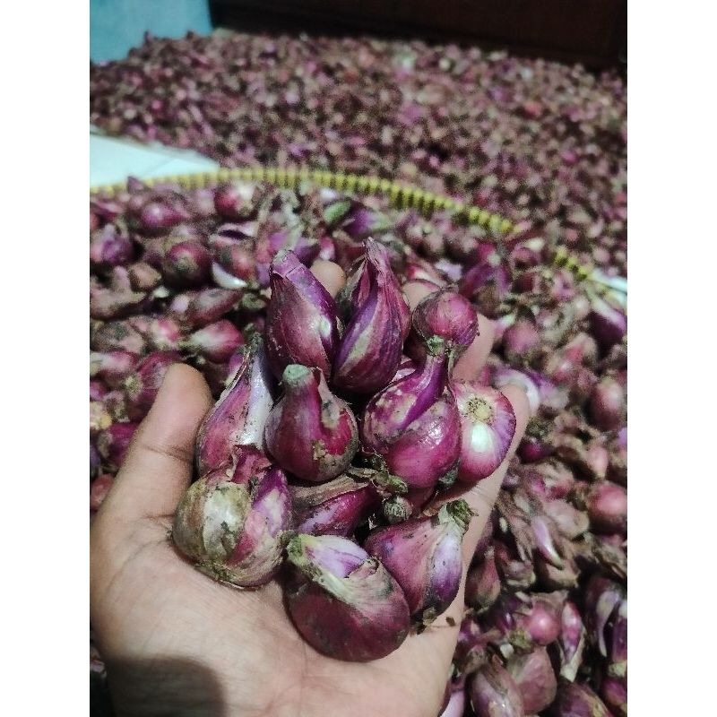 

RB Bawang Merah Brebes Besar 1kg