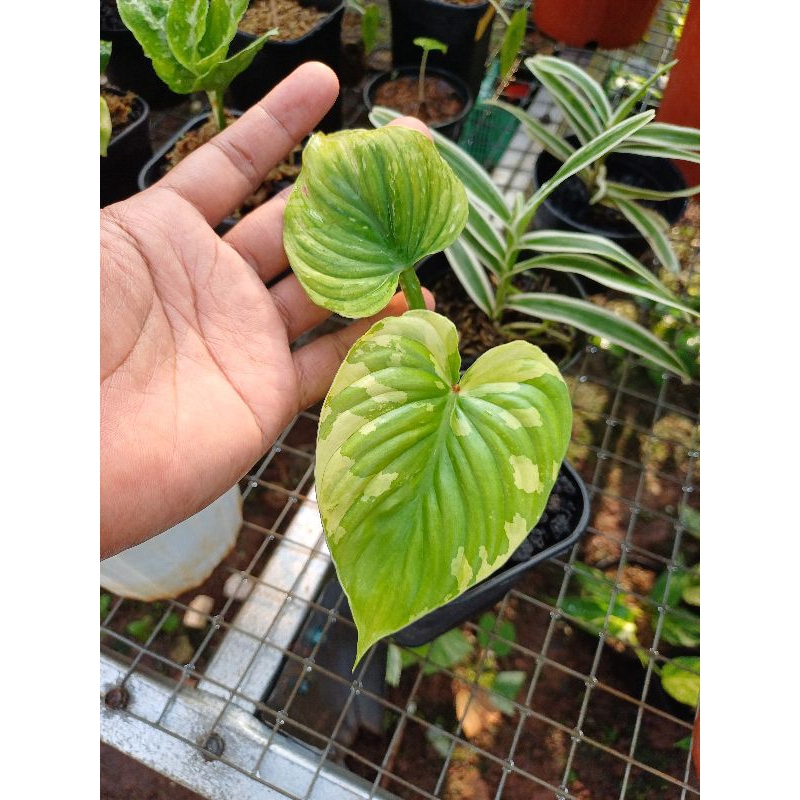 Philodendron Plowmanii Variegata