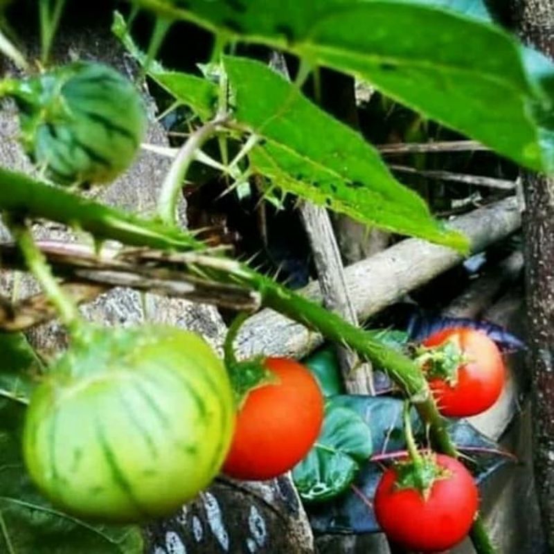 

terong pari / terong hutan paket 250 grm