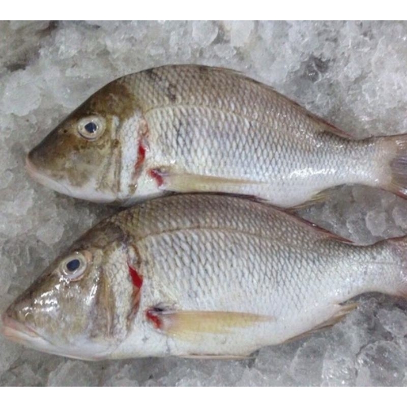 

Ikan Lencam 1kg Kualitas Premium Isi 3-4 Ekor