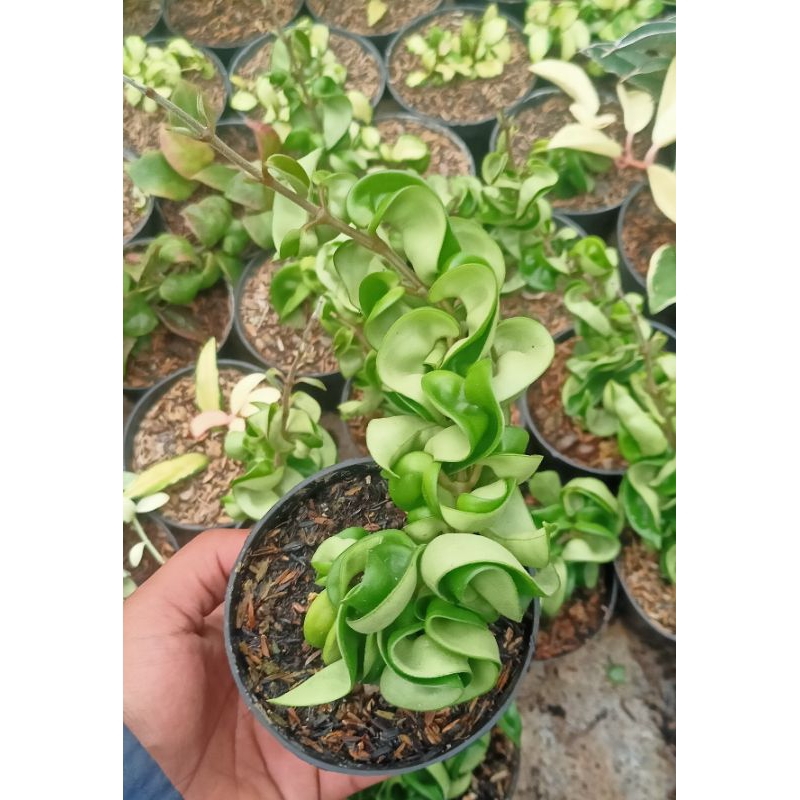 Tanaman Gantung Hoya Dragon Compacta