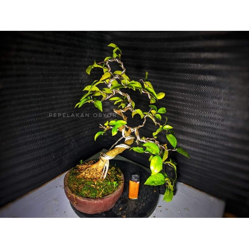 Bonsai Anting Putri Micro Bonsai Religiosa wrightia - Realpict Koleksi Plus Pot bonsai Penjing