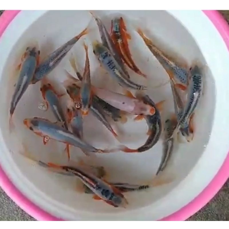 Ikan koi ashagi dan shusui