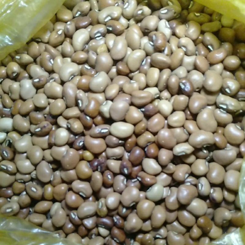 

Kacang Tolo Tunggak merah Kering