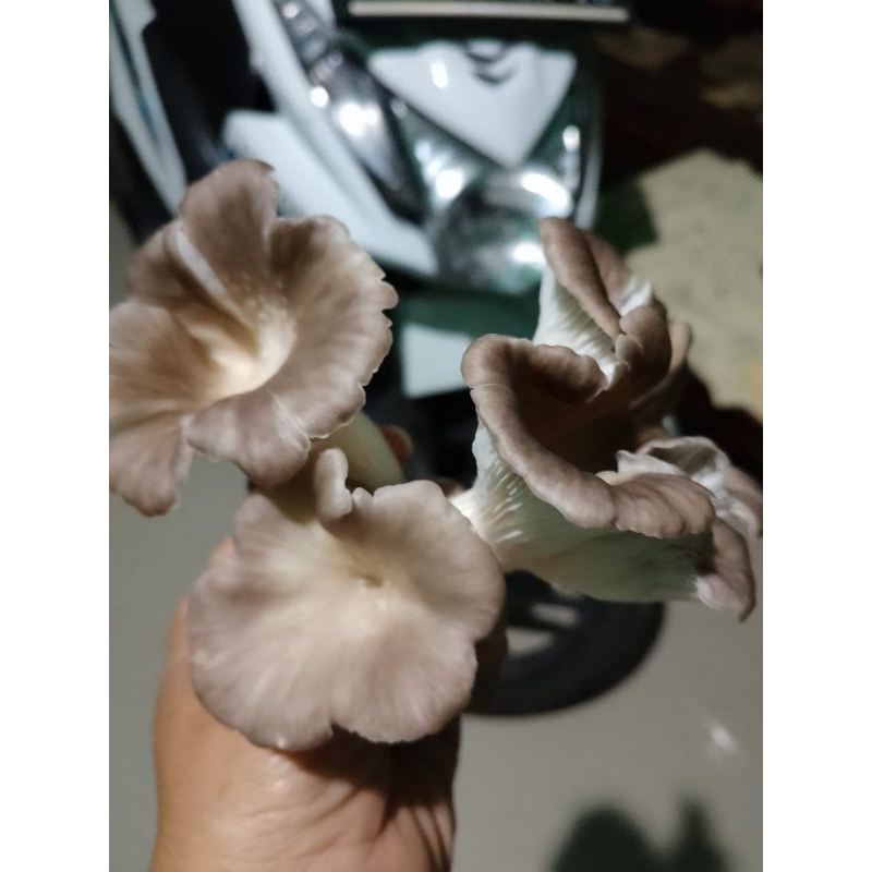 bibit jamur tiram baglog