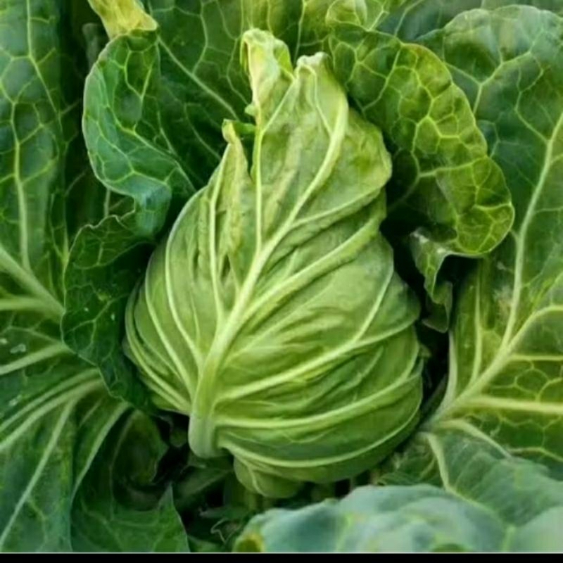 

biji benih kubis OFFENHAM/kubis jantung sapi