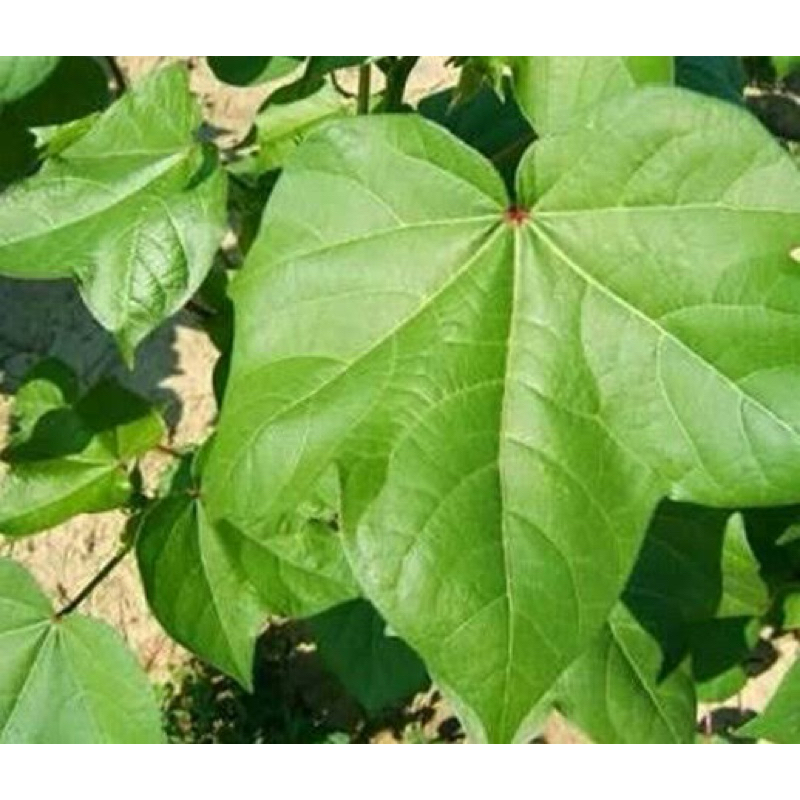 

Daun kapas segar 50 lembar petik langsung-az