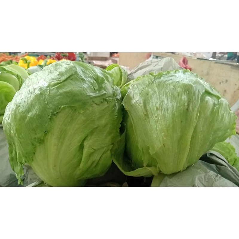 

sayur mayur lettuce head/500gr 1kg
