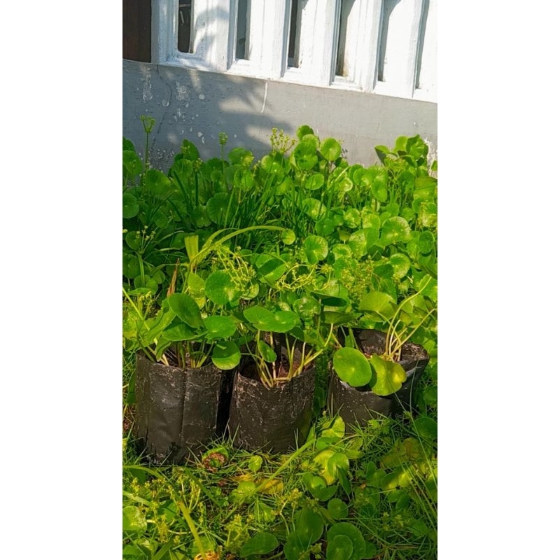 Bibit Pegagan /Tanaman herbal pegagan/ Pegagan