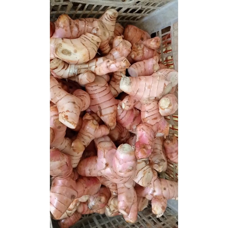 

langkuas merah fres250gr 500gr 1kg