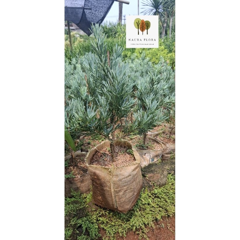 Tanaman hias lohansung blue ice - pohon lohansung blue ice