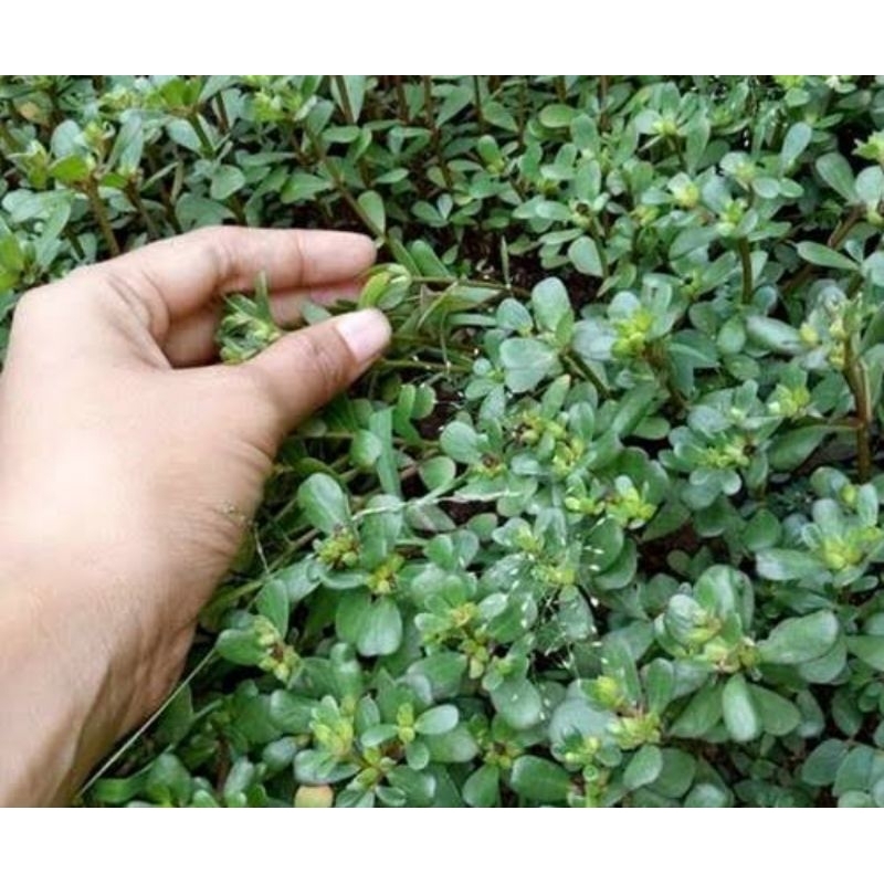 

Daun krokot segar tanaman krokot fresh 1 kg-az