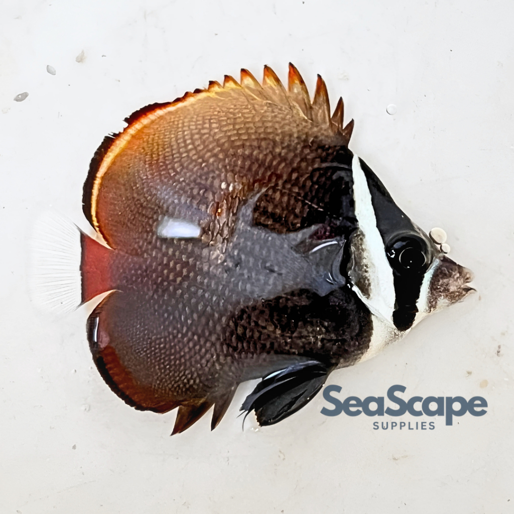 Ikan Hias Akuarium Air Laut Kepe Pakistan (Pakistan Butterflyfish) Aquarium Aquascape Marine