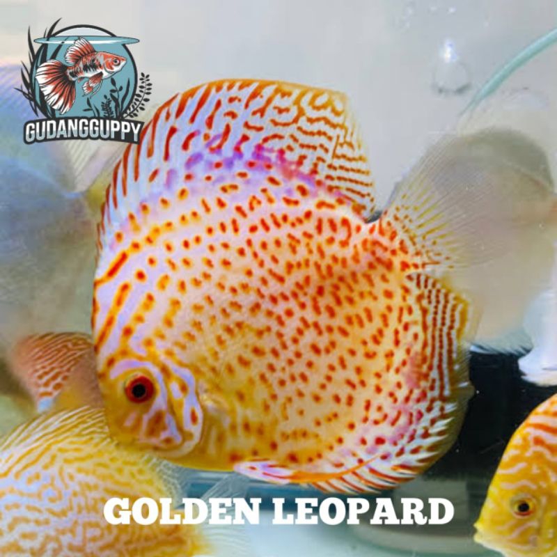 Hiasan Aquarium Discus Golden Leopard