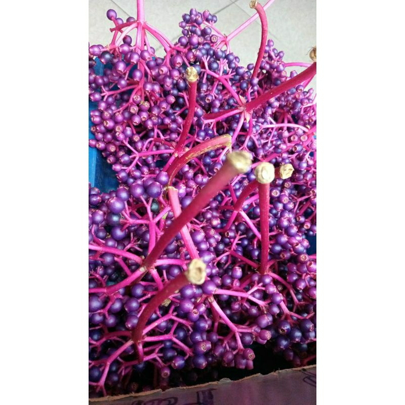 

buah parijoto muria (bagus untuk promil)