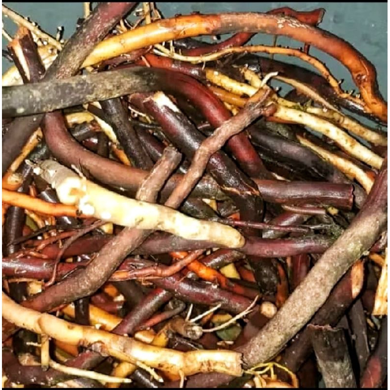 

Akar pohon aren segar asli 1kg