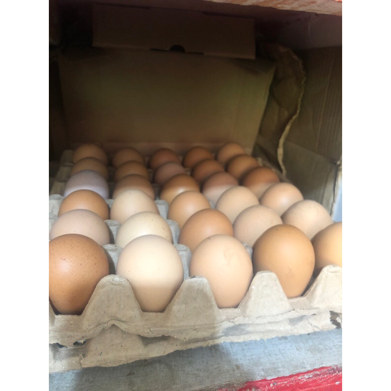 

Telur Ayam